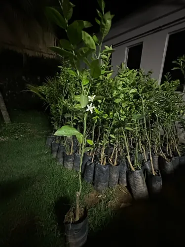 Mudas de Laranja