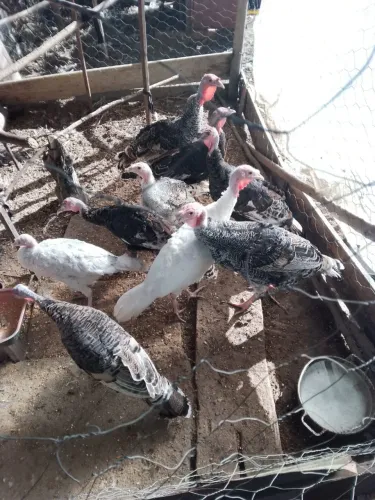 vendo lote de 7 perus sendo 2 machos e 5 fêmeas 