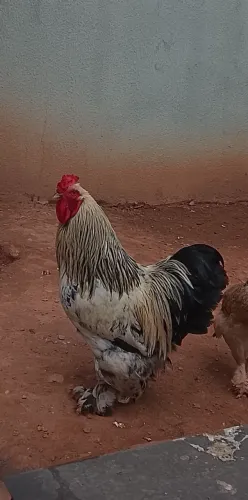 Galo raça bhamha novo 