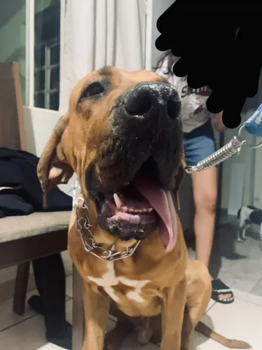 PROCURO NAMORADA FILA BRASILEIRA