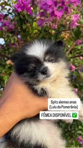 Spitz alemão