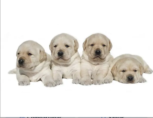 Labrador Femea microchip e pedigree opcional