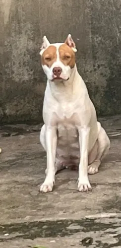 Doando uma pitbull fêmea,porem mestiça!