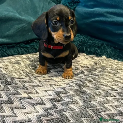 Cachorro filhote dachshund/teckel/basset/salsicha/cofap linhagem de ponta