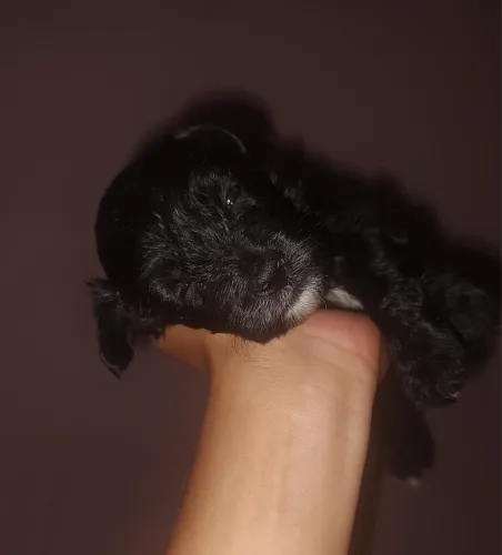 Poodle