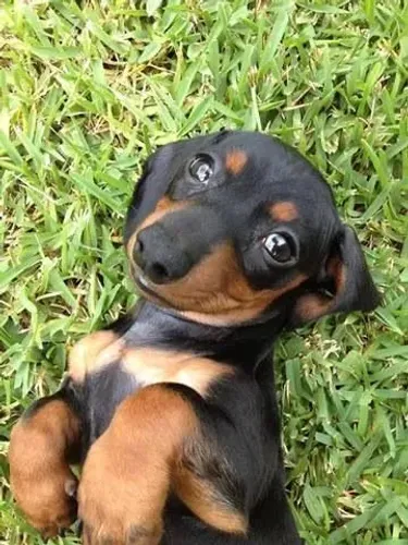 Pequenas Estrelas de Quatro Patas dachshund fêmea mini 