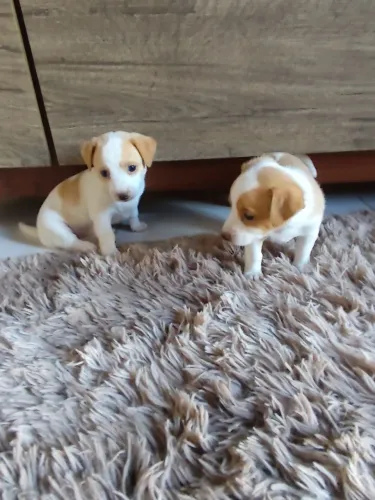 Vende-se filhos de Pinscher 