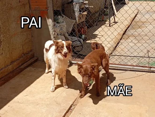 Filhotes de Kelpie Australiano com Ovelheiro Gaucho.