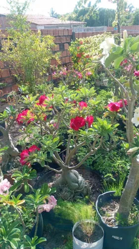 Rosa do deserto 