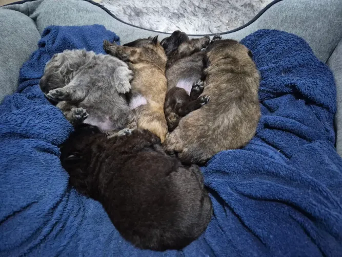 Filhote de ChowChow 