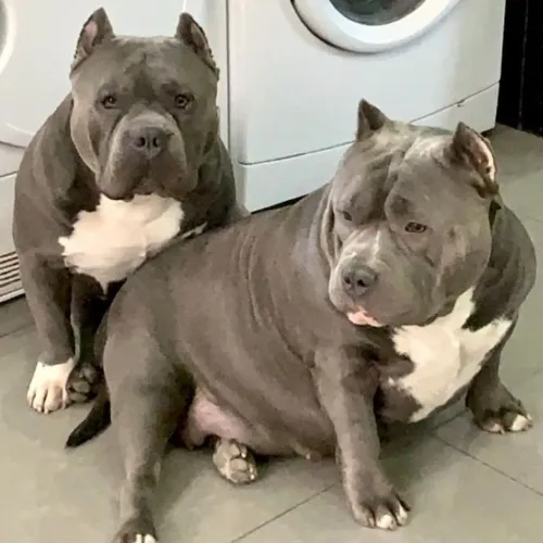 Americam bully ótima linhagem parcelo até 18x lll