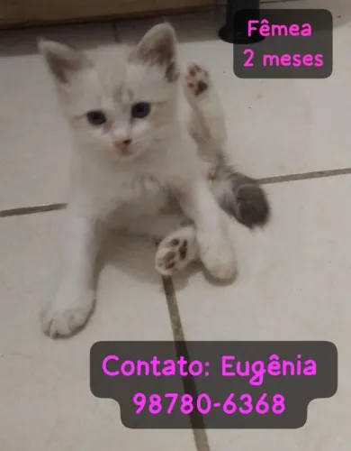 Adote um gatinho