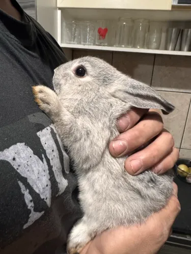 Coelhos raça pequena