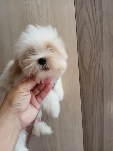 VENDO FILHOTE LHASA