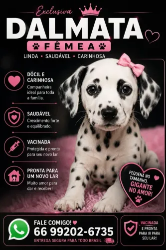 Dalmata