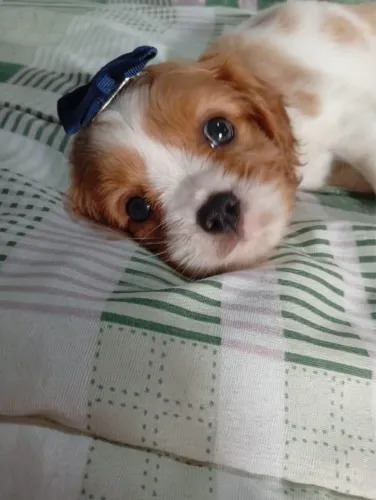 Cavalier macho com 60 dias
