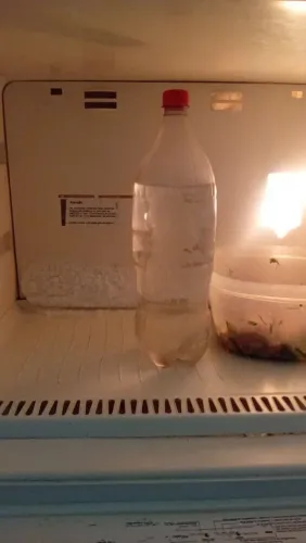 vendo geladeira e máquina de lavar as duas 500 reais vou ir embora e nao tenho como lev