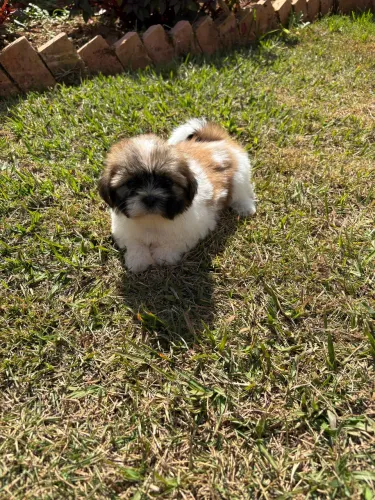 Shih Tzu Filhote