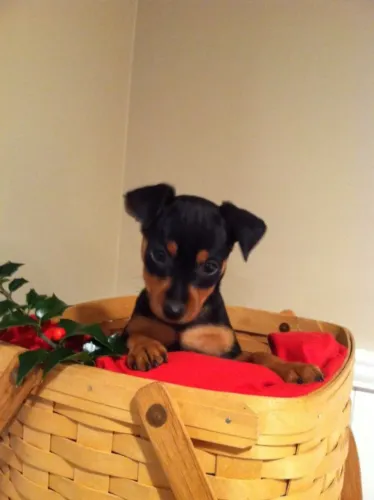 Filhote de cachorro Pinscher/Pincher dócil saudável linhagem selecionada