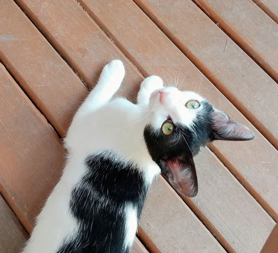 Gato Filhote para Adoção em Lauro de Freitas