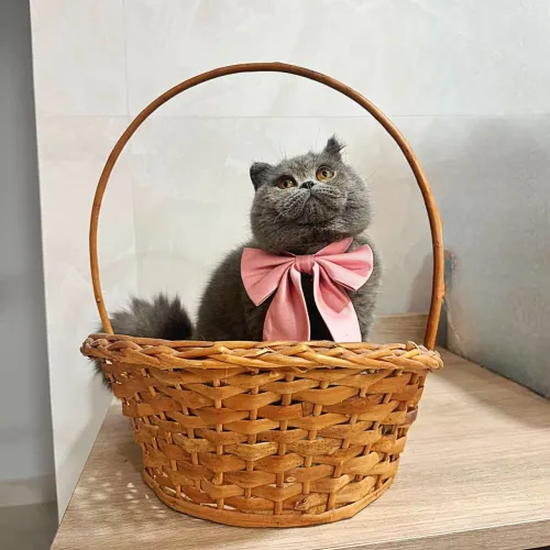 Gato persa macho  procurar namorada 