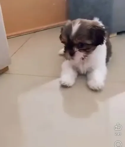 Shitzu