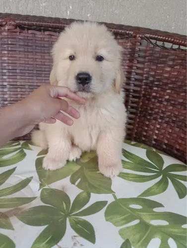 Golden retriever único amor verdadeiro