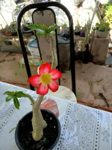 Rosas. Do deserto