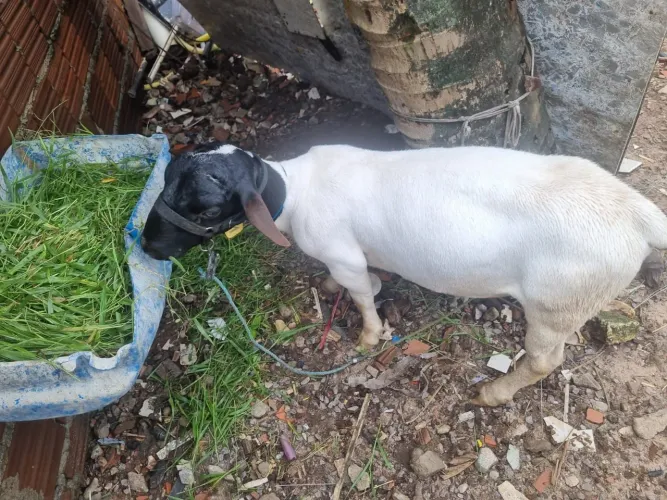 Vendo Carneiro puro