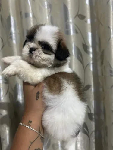 Shih Tzu micro