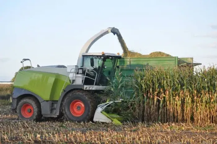 SILAGEMD E MILHO A GRANEL DIRETO DA ROÇA