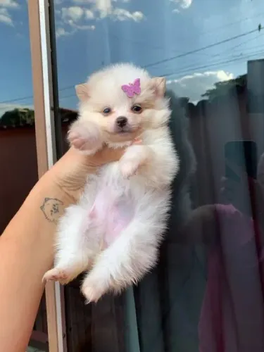 Spitz alemão O companheiro perfeito para quem ama cães interativos