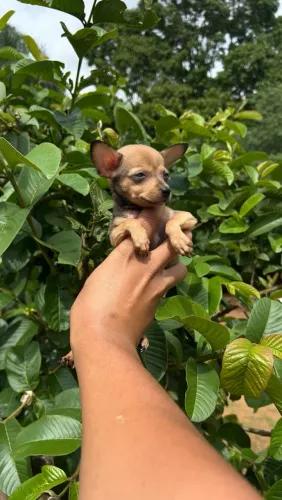 Pinscher