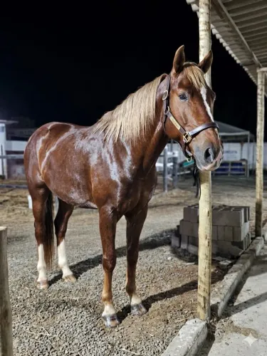 Cavalo 
