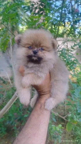 Macho laranja de spitz alemão anão 