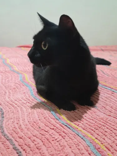 Gatinho preto para adoção 