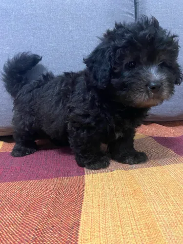 Cachorro