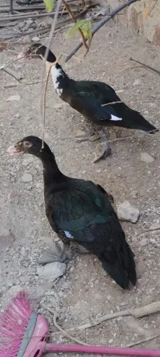 Patos