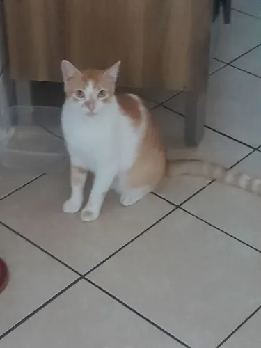 Gato, dócil a procura de um lar.
