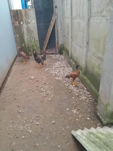 frango