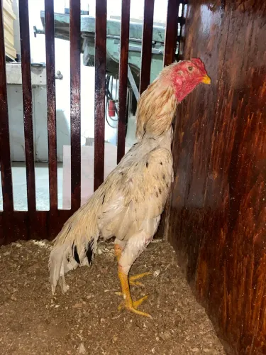Galo índio