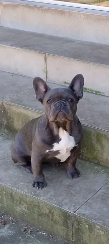 Buldogue Francês 