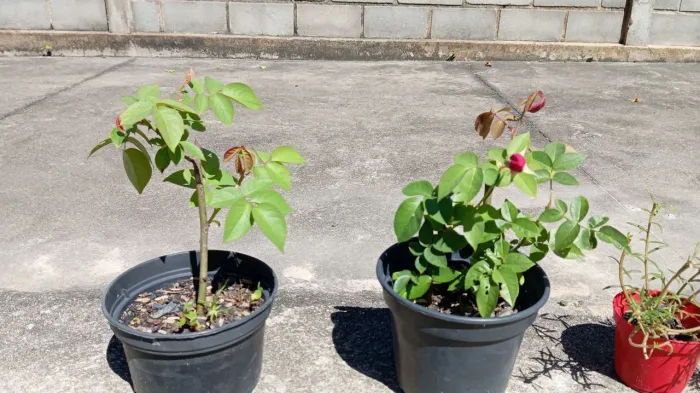 Mudas de roseira