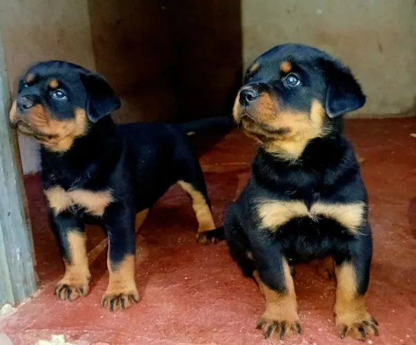 Rottweiler Mix de raças disponíveis