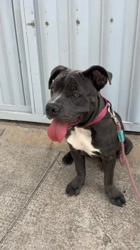 Amstaff Blue