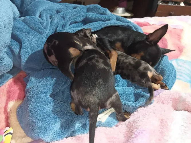 Pinscher 0