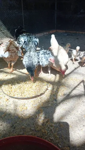 Galinhas Mini índio 