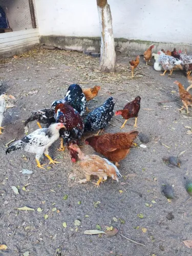 Frangos e frangas