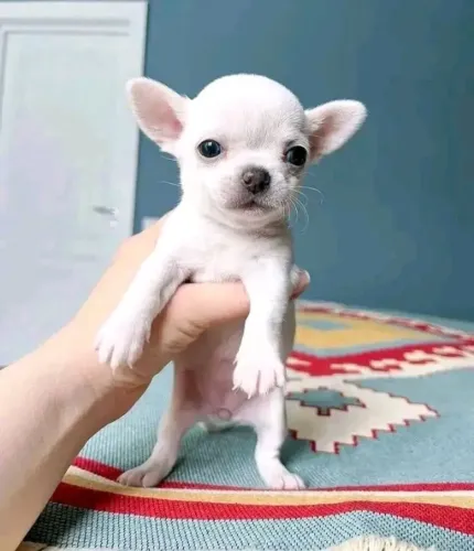 Chihuahua belíssimo 64 dias amoroso