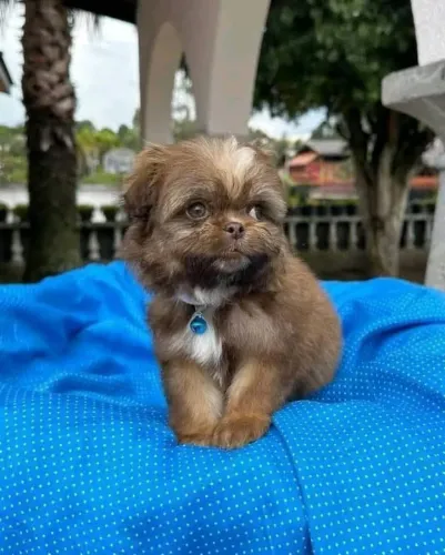 Filhotes de Shih Tzu | Brincadeira garantida.
